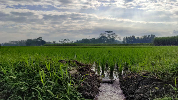 istock rice plants in rice fields between mountains in rural areas 1302050145