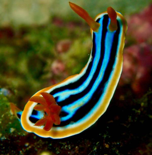 istock Nudibranch on coral reef 1302050306
