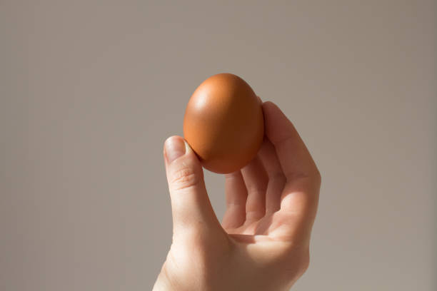 istock An egg in woman's hand with a beautiful shadow from the window and rays of the sun. Minimalistic wallpaper or postcard for design. The concept of Easter, on an gray background, beautiful background 1302052229