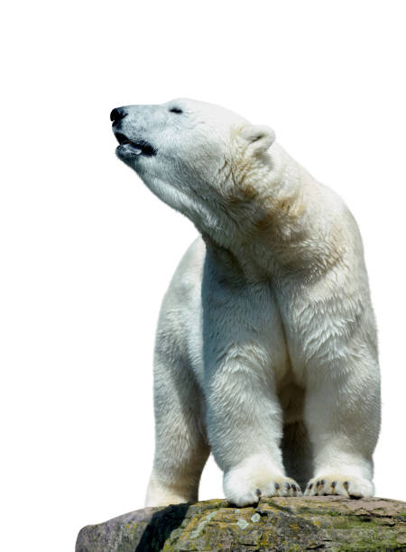 istock Polar bear stand on the rock. 1302052844