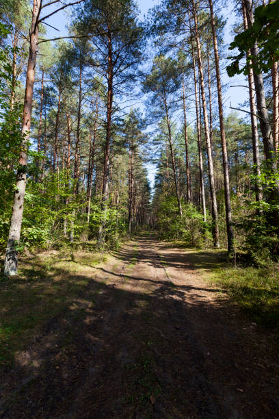 istock mixed forest in the autumn season 1302053527