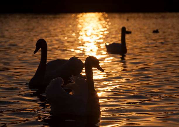istock white Swan floating on the lake 1302053536