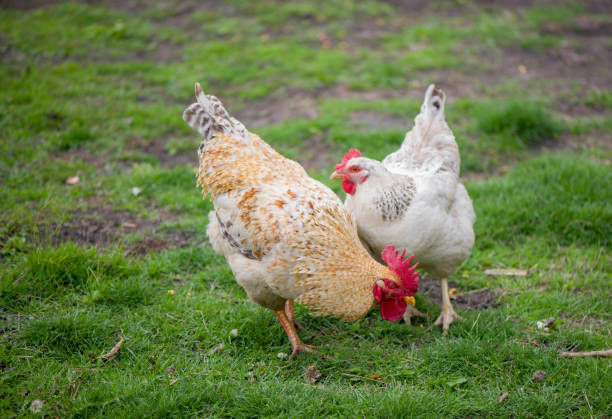 istock Rooster and Chickens. Free Range Cock and Hens 1302054564