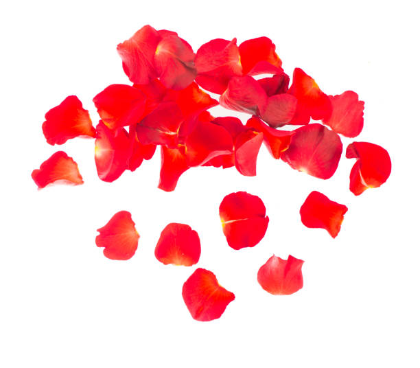 istock Red rose petals isolated over the white background 1302054579