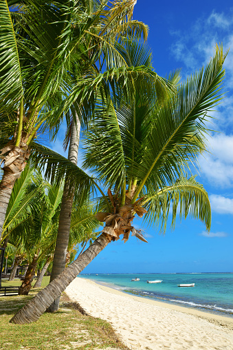 Coconut palm trees on tropical sandy beach of Mauritius island. Indian ocean.