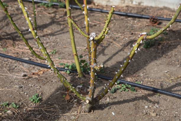 istock Close-up image of a rose thorn. 1302055316