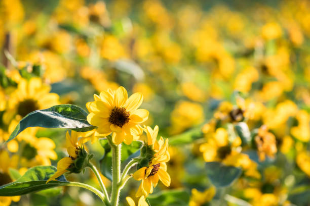 istock Yellow sunflower with foliage sunrise bokeh 1302055456