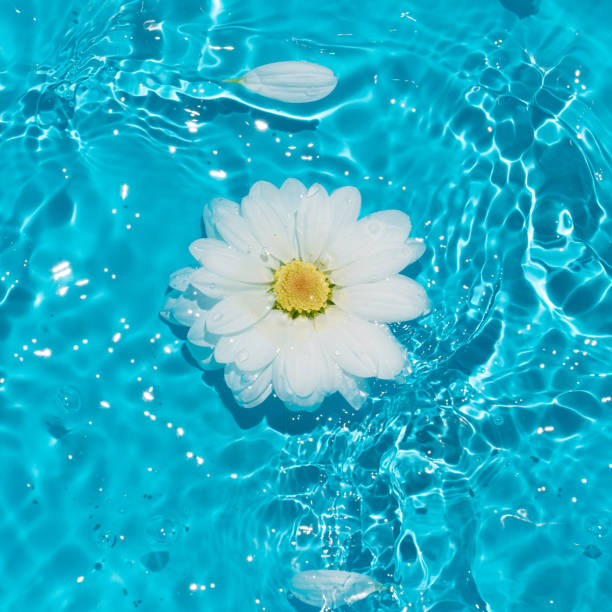 istock White daisy flower and petals in sunny blue water. 1302055555