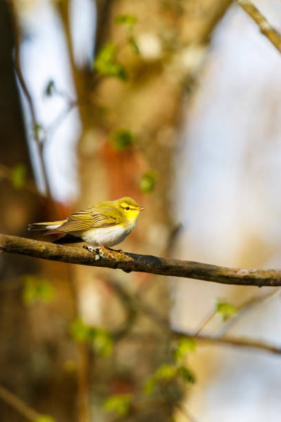 Close up on a Wood Warbler sitting on a tree branch Close up on a Wood Warbler sitting on a tree branch wood warbler phylloscopus sibilatrix stock pictures, royalty-free photos & images