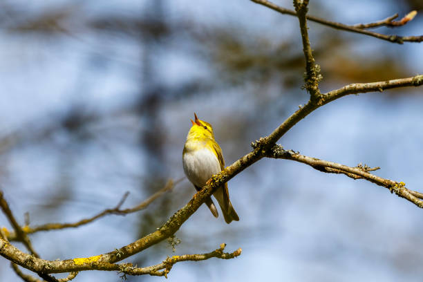 istock Singing Wood Warbler in a tree in the woodland at spring 1302057402