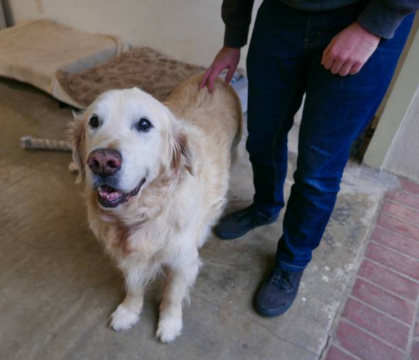 istock Senior Golden Retriever Dog 1302059317