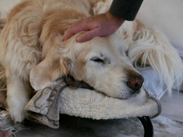 istock Senior Golden Retriever Dog 1302059322