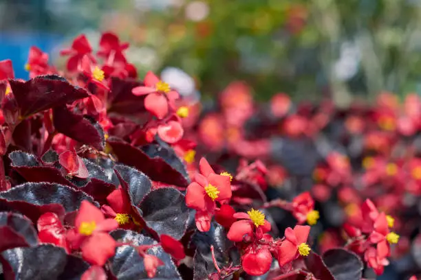 Closeup of beautiful fiery purple-red coloured bronze leaf begonia plant in garden. In a horticulture garden of West Bengal.