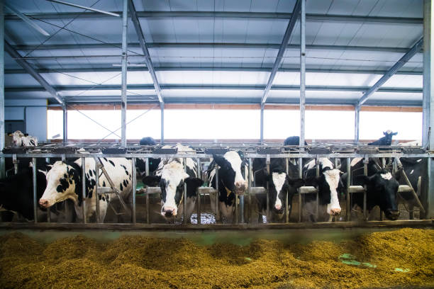 istock Cows on the farm in winter. Dairy cows 1302061013
