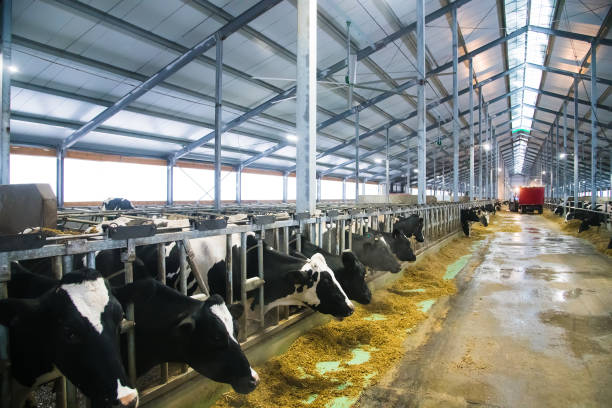 istock Cows on the farm in winter. Dairy cows 1302062040