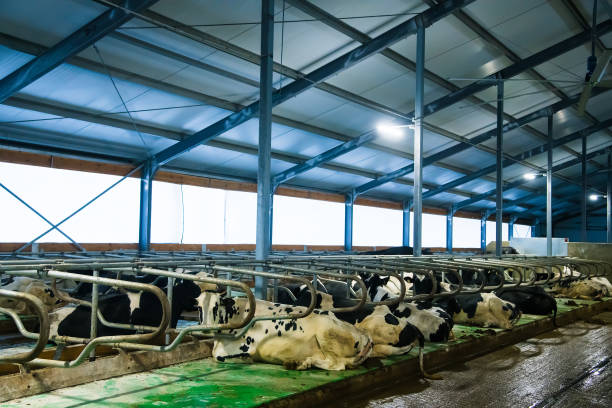 istock Cows on the farm in winter. Dairy cows 1302062403