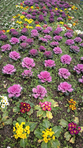 istock Beautiful garden multi colored flowerbed in wintertime 1302063440