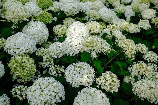 A blooming white Hydrangea flowers in the garden