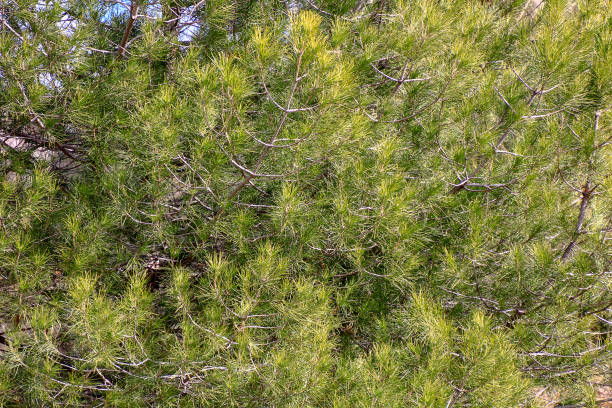 istock background with the green branches of a pine 1302063758