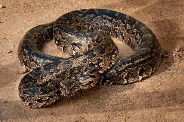 1,957 African Python Stock Photos, Pictures & Royalty-Free Images - iStock | African rock python, Green tree python 1,957 African Python Stock Photos, Pictures & Royalty-Free Images - iStock | African rock python, Green tree python