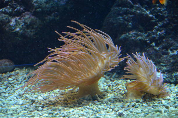 istock Colorful see anemone in Frankfurt zoo, Germany 1302065247