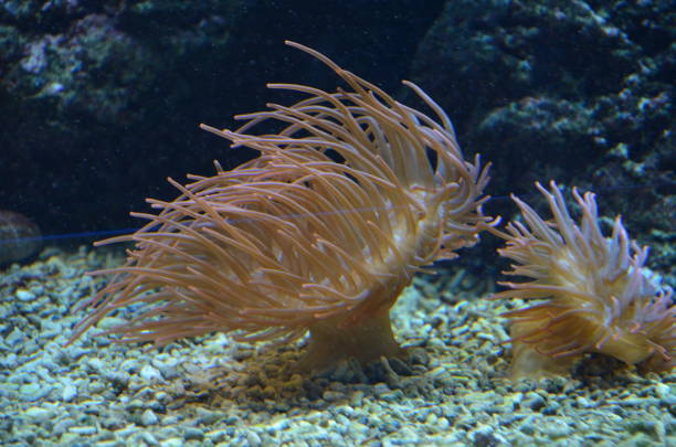 istock Colorful see anemone in Frankfurt zoo, Germany 1302065253