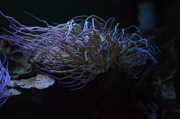 istock Colorful see anemone in Frankfurt zoo, Germany 1302065265