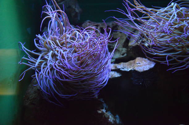 istock Colorful see anemone in Frankfurt zoo, Germany 1302065267
