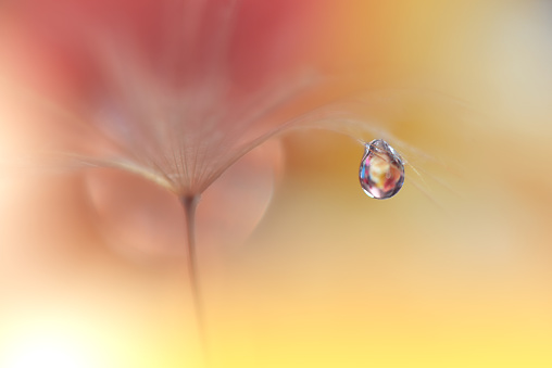 Nature,Water,Drop,Flower,Floral