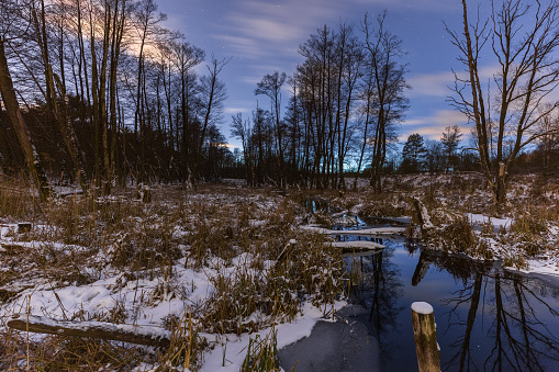 Wetlands in the forest in winter. Night photo. Morasko, Poland.