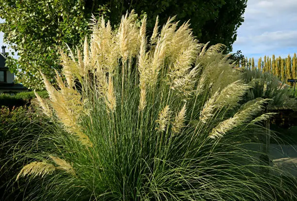 Beautiful Miscanthus Shrub in the Wind and Sunlight of Patagonia, Argentina