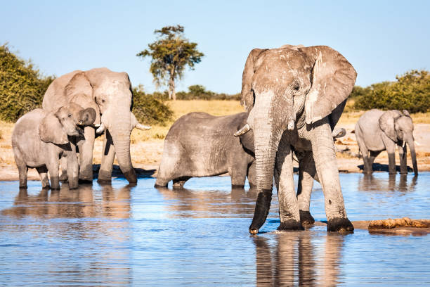 istock Elephant Matriarch and her herd drinking at a waterhole 1302067669