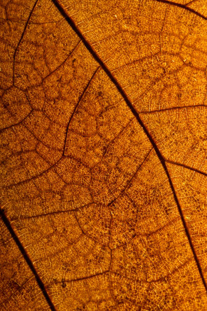 istock A macro photograph of a dry leaf 1302067676