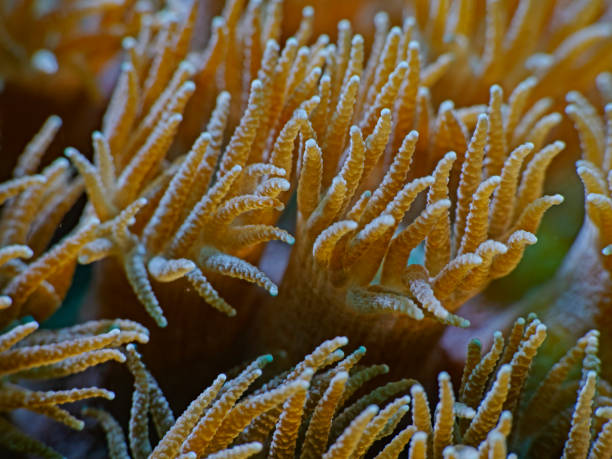 istock Tips of a tropical coral 1302067810