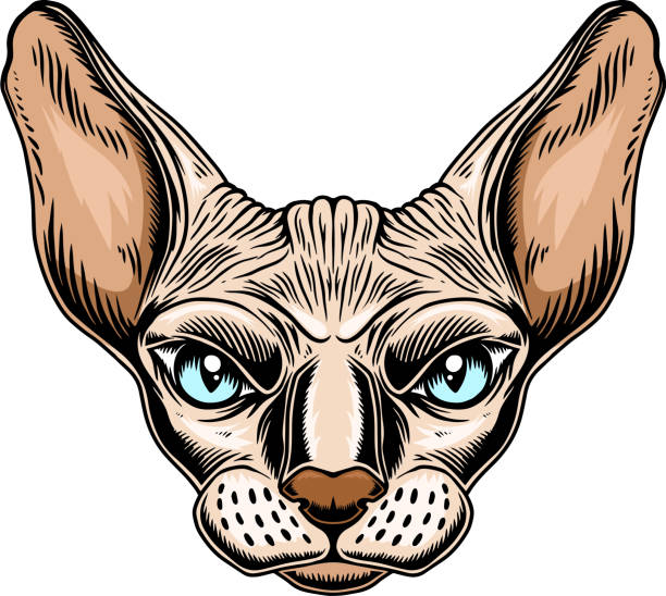 Illustration Of Sphynx Cat Head Design Element For Poster Card Emblem Sign  Vector Illustration Stock Illustration - Download Image Now - iStock