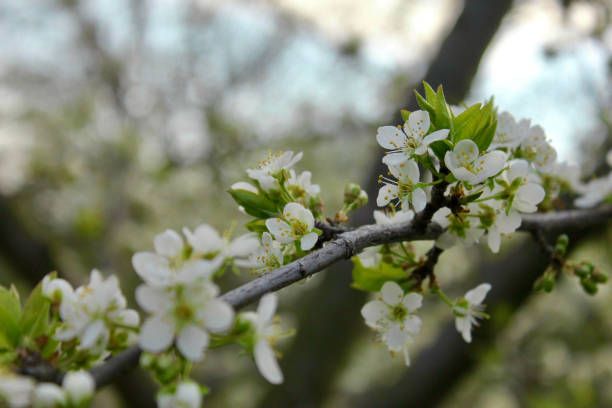 istock Apricot or cherry spring blossom. Close up photo 1302068615