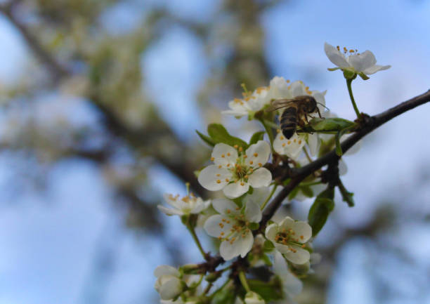 istock Apricot or cherry spring blossom with a bee. Close up photo 1302068665