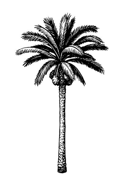 Ink sketch of date palm. Hand drawn vector illustration of date palm tree. Ink sketch isolated on white background. Retro style. date palm tree stock illustrations