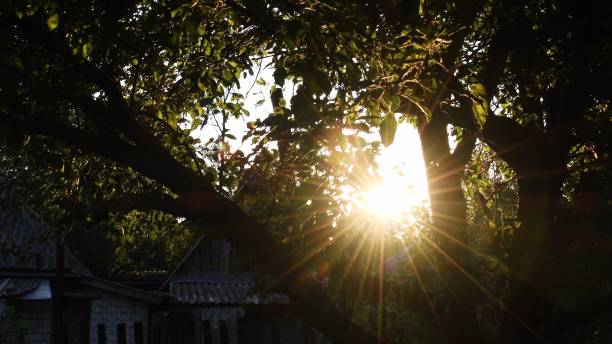 Beautiful summer evening in garden. Sun rays break through foliage of green tree stock photo