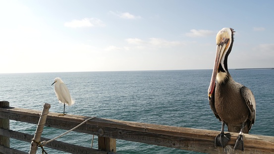 Pelican and white snowy egret, heron on wooden pier railings, Oceanside boardwalk, California USA. Ocean sea beach. Close up of coastal bird, seascape and blue sky. Funny animal behavior portrait.