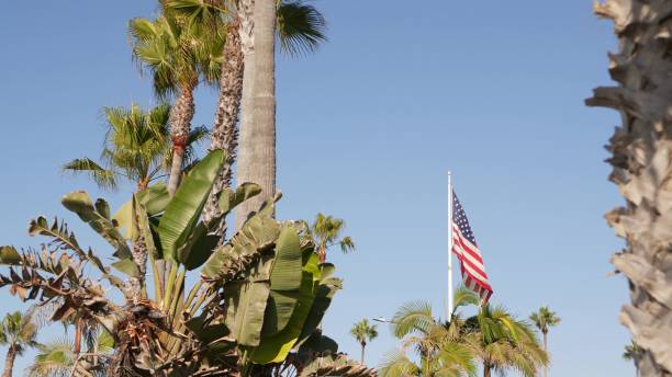 palmas e bandeira americana, los angeles, califórnia eua. estética de verão de santa monica e venice beach. bandeira estrelada, estrelas e listras. atmosfera de patriotismo em hollywood. velha glória - southern california palm tree beverly hills california california - fotografias e filmes do acervo