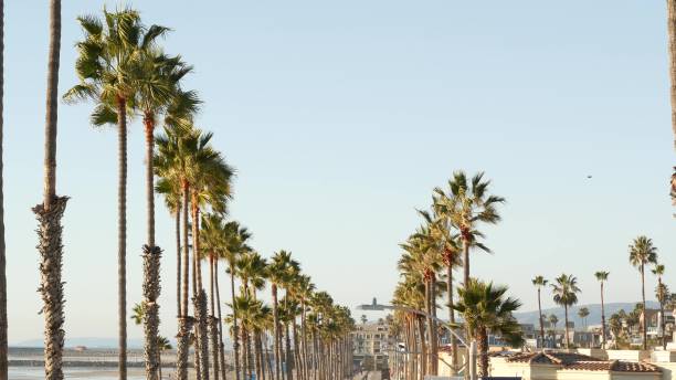 istock Palm tree perspective in Oceanside, California waterfront pacific ocean tropical beach resort, USA. 1302070963