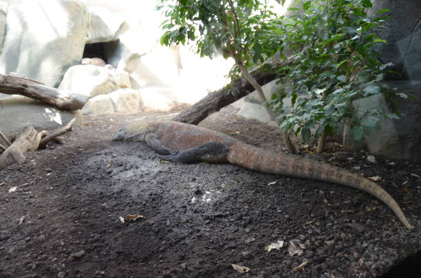 istock Komodo Dragon, the largest lizard in the world 1302071023