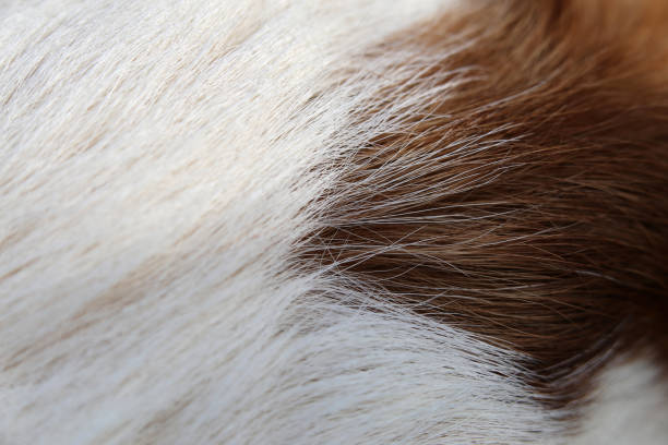 istock Jack Russell Terrier in a Closeup: Hair 1302073220