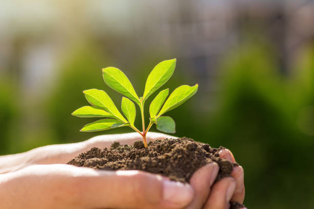 istock Environment concept. hand holding young plant on green blur with sunshine background. 1302073222