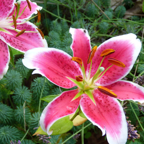 istock Sensational Oriental Lilies Stargazer 1302074166