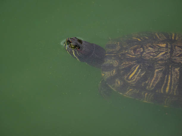 istock Red-eared slider turtle in water 1302074243
