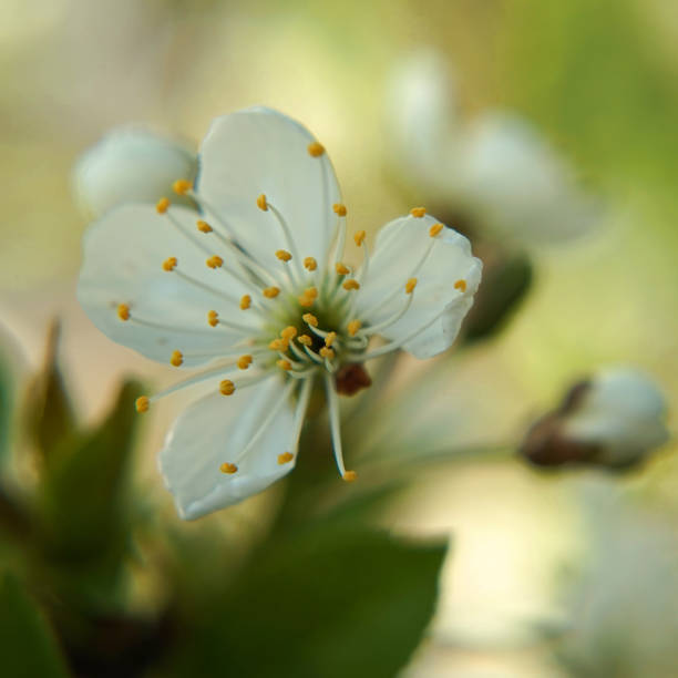 istock An opened apple blossom waiting for bees. 1302074327