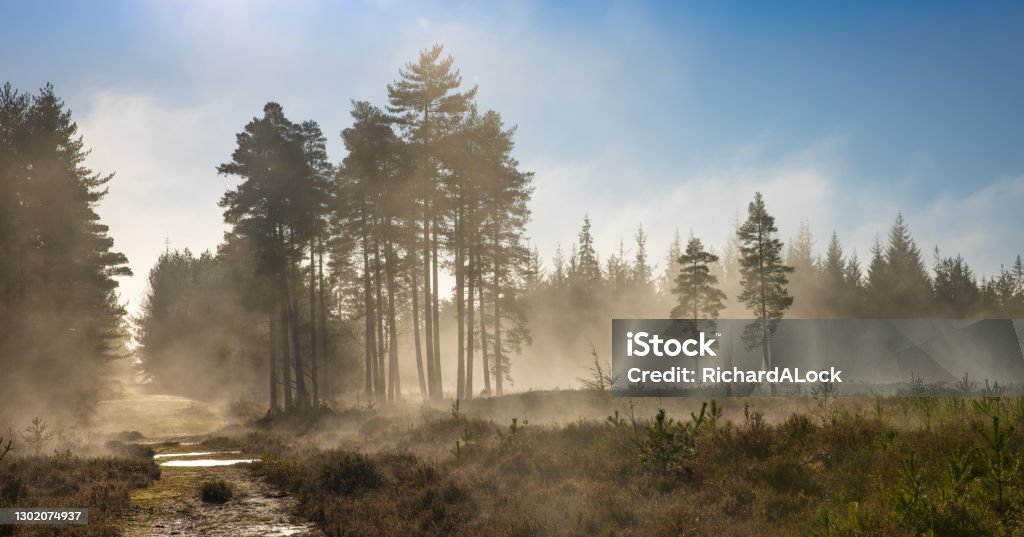 New Forest National Park - Forest In The Mist Series This image is part of a collection showcasing the magical beauty of the Woodlands and Heathlands of New Forest National Park in Misty conditions. Forest Stock Photo