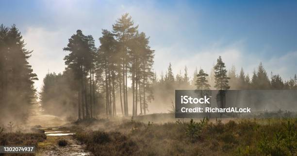 New Forest National Park Forest In The Mist Series Stock Photo - Download Image Now